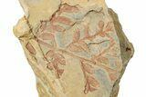 Carboniferous Fern (Neuropteris) Fossil - Utah #256838-1